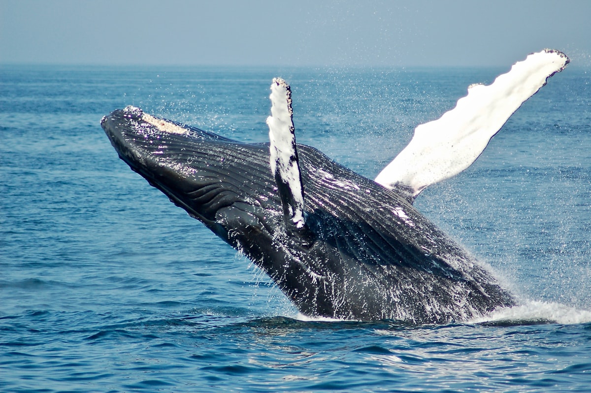 Whale Watching Safari
