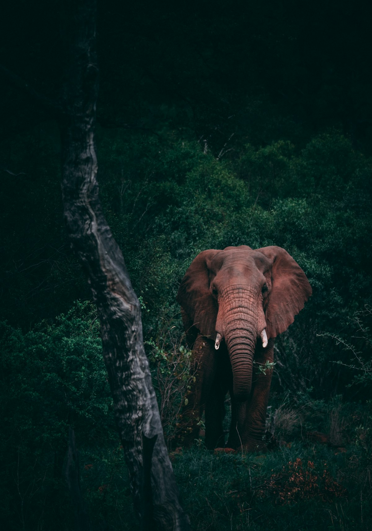 Yala National Park Safari