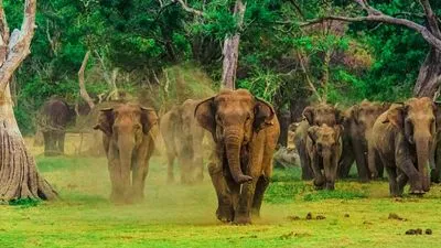 Ella and Udawalawe